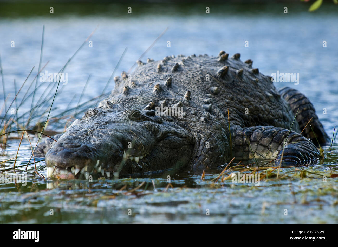 American crocodile cautiously watches surroundings on Nine Mile Pond Everglades National Park Florida Stock Photo