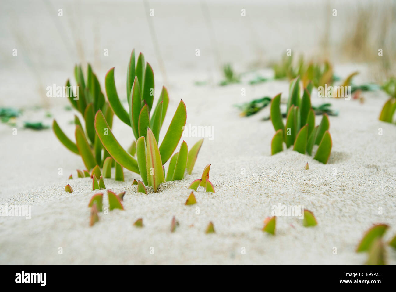 Succulent plants growing in sand Stock Photo