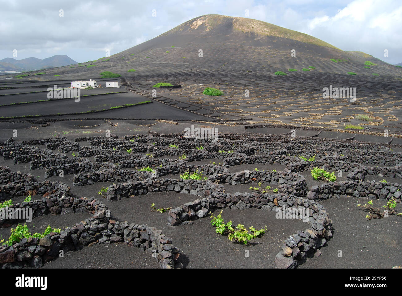 Grape vines growing in volcanic soil, Valle de la Geria, Lanzarote, Canary Islands, Spain Stock Photo