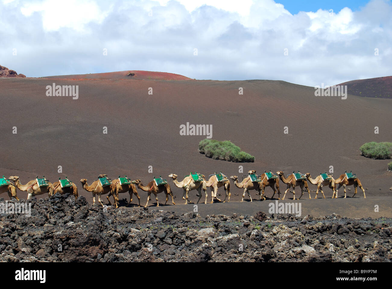 Camel train, Timanfaya National Park, Lanzarote, Canary Islands, Spain Stock Photo