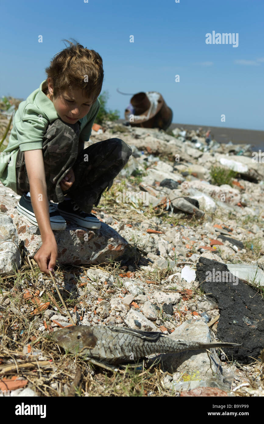 Boy crouching on polluted shore, poking dead fish with stick Stock Photo
