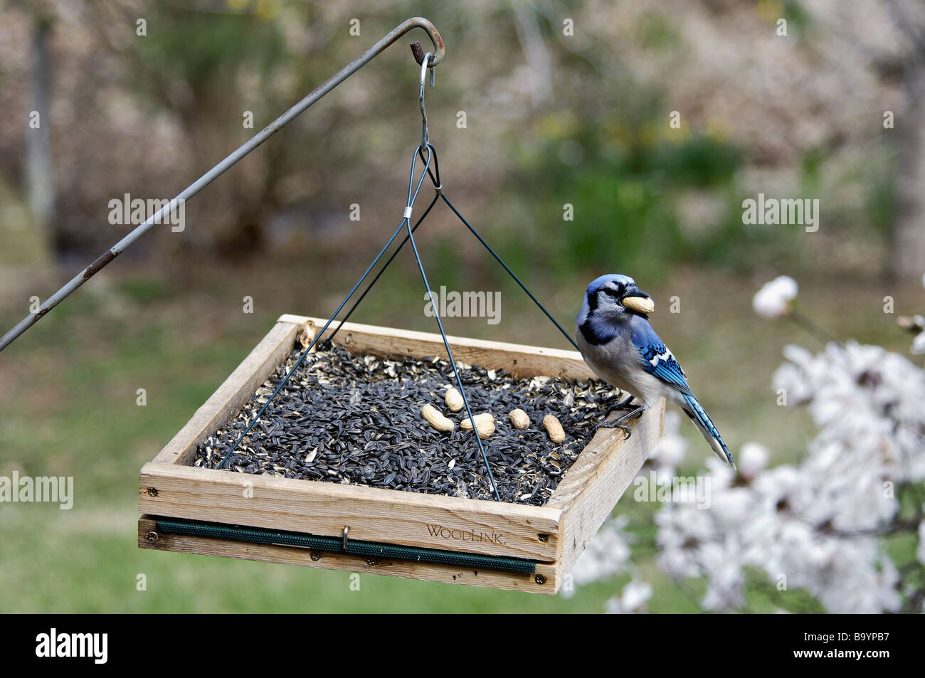 Blue Jay On Platform Feeder With Peanut in Southern Indiana Stock Photo