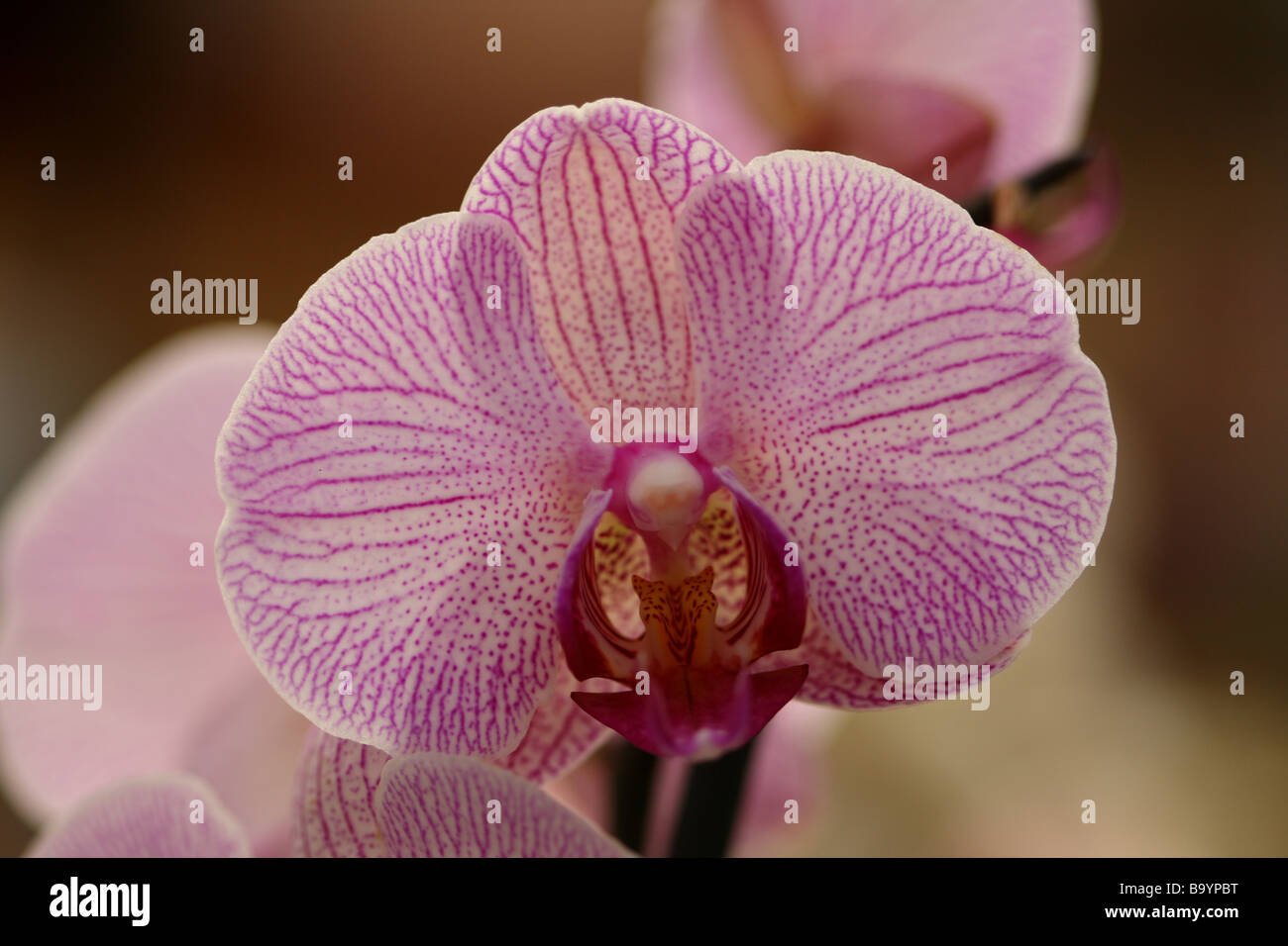 Phalaenopsis Orchid or Moth Orchid Stock Photo
