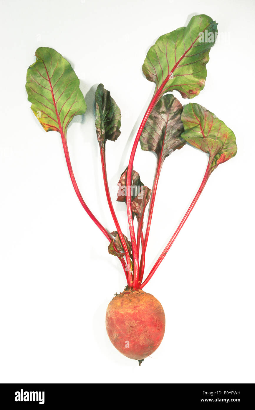 Red Beetroot, Root Beet (Beta vulgaris subsp. vulgaris var. conditiva), root with leaves, studio picture Stock Photo