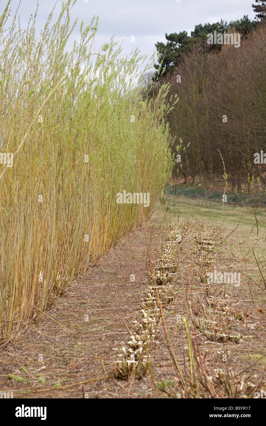 Willow Ready For Harvesting For Bio Fuel Stock Photo