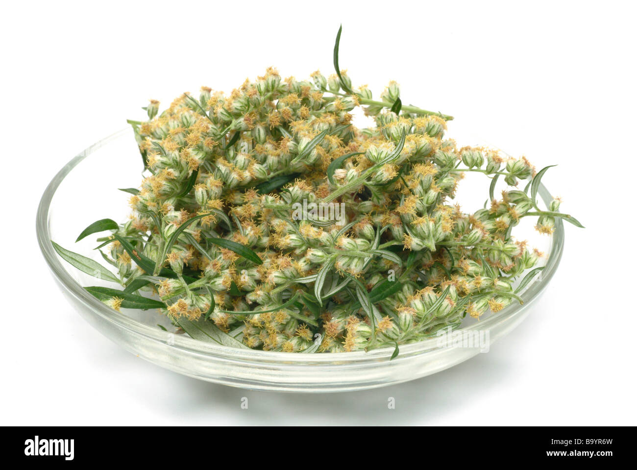 Medicinal plant and spice Beifuß Beifuss mugwort wegwood artemisia vulgaris artemisia officinalis Stock Photo