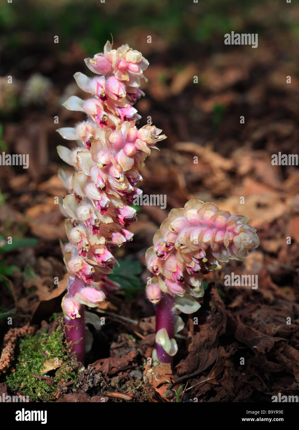 Common Toothwort Lathraea squamaria growing on Downe Bank. Kent, England, UK. Stock Photo