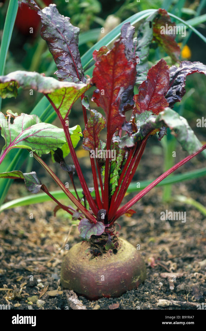 Red Beetroot, Root Beet (Beta vulgaris subsp. vulgaris var. conditiva) in a garden Stock Photo