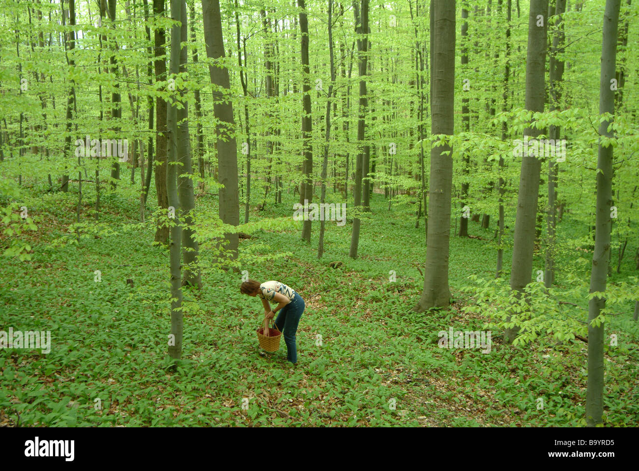 Woman collecting Ramson leaves in the wood Model released Stock Photo