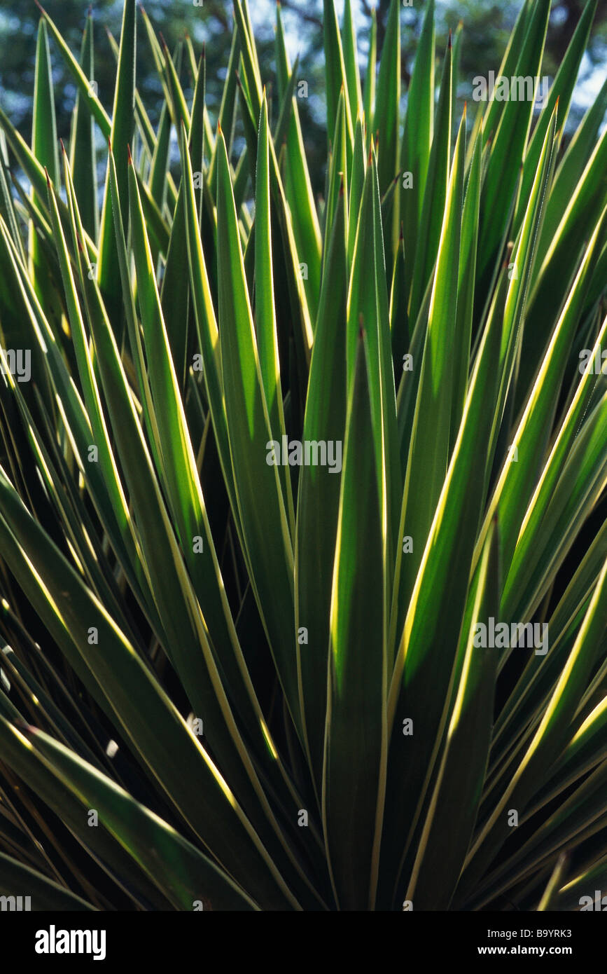 Yucca plant (Yucca filamentosa) Stock Photo
