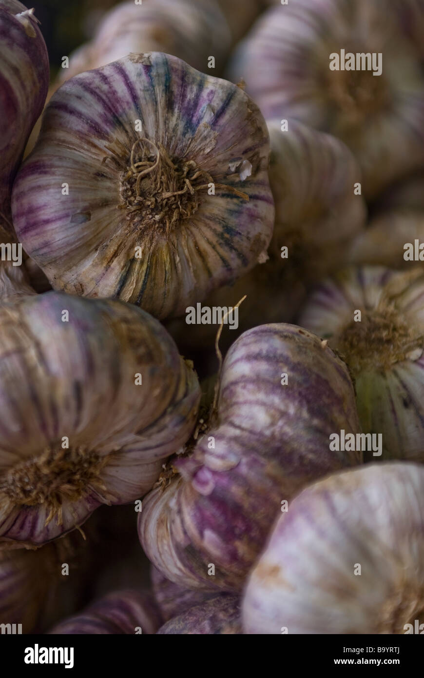 Garlic bulbs at a French market stall Stock Photo Alamy