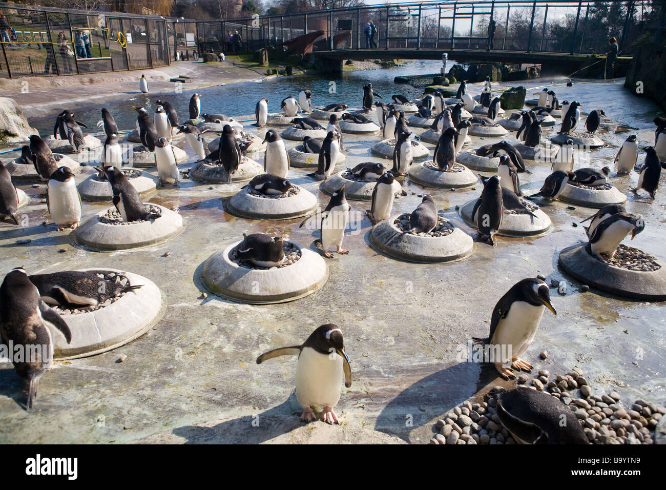Gentoo penguins nesting at Edinburgh Zoo Stock Photo - Alamy