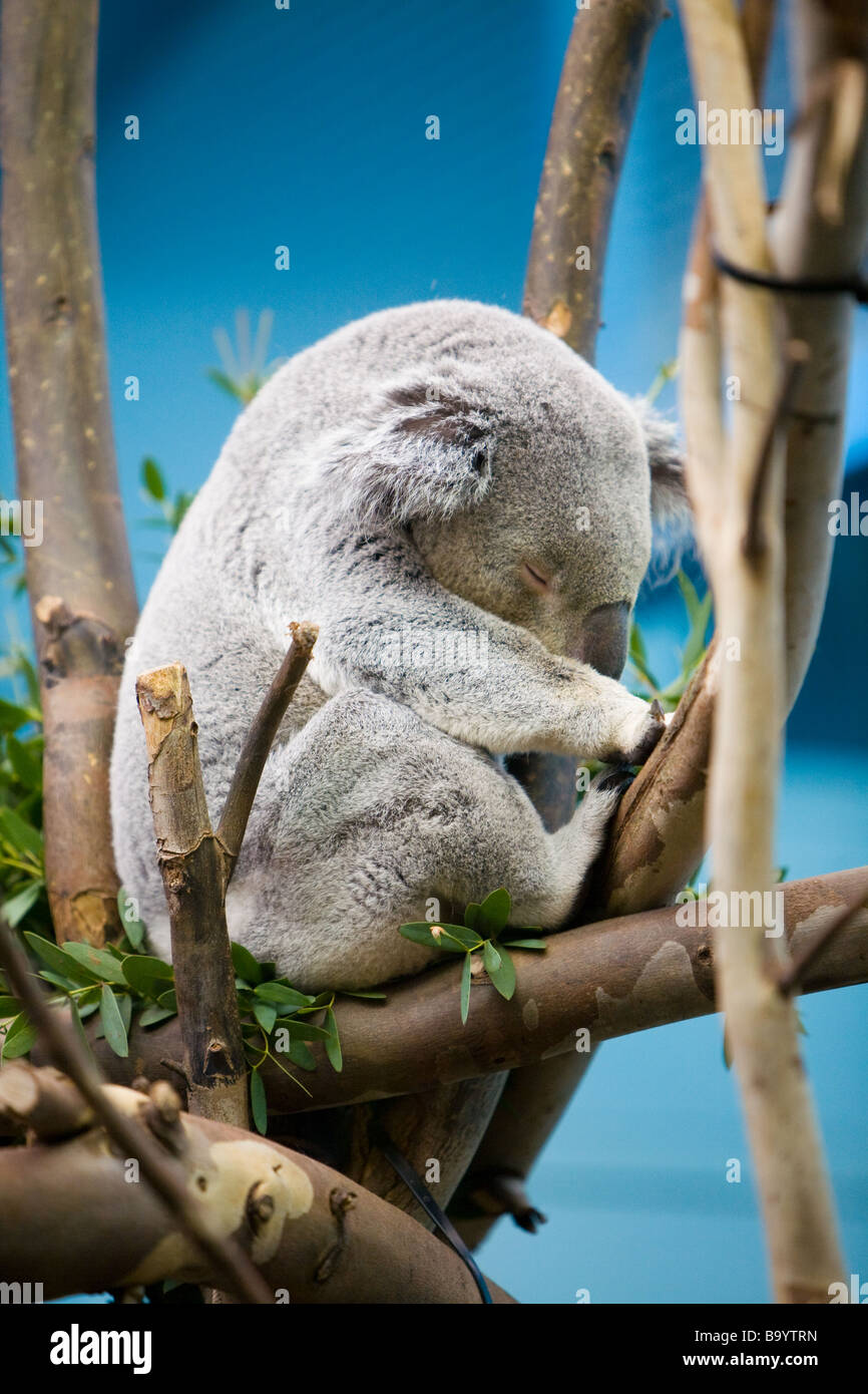 A Queensland Koala Bear Stock Photo
