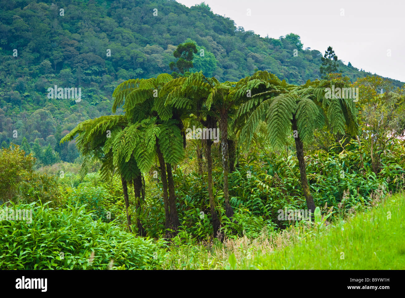 Fern trees (cyathea arborea) in tropical Rainforest, La Reunion, France | Baumfarn im Regenwald von La Réunion, Frankreich Stock Photo