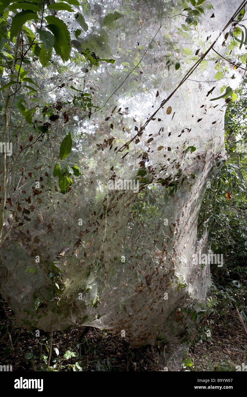 Web spun by caterpillars hi-res stock photography and images - Alamy