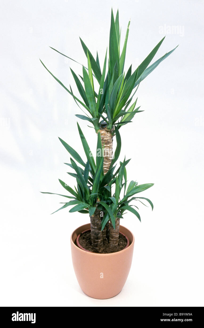 Aloe Yucca, Spanish Dagger (Yucca aloifolia), potted plant, studio picture. Stock Photo