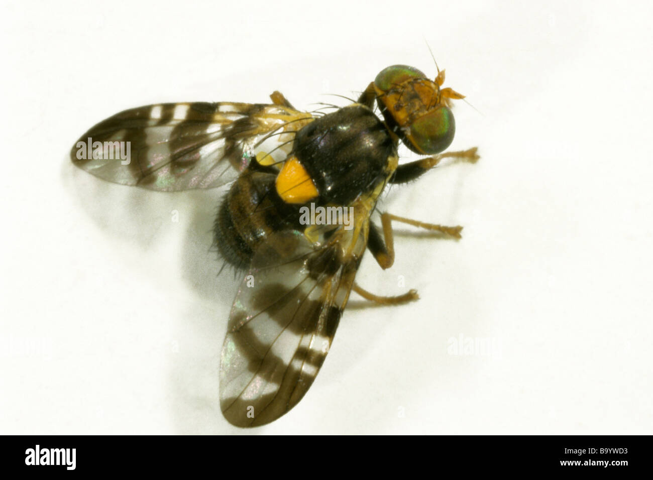 European Cherry Fruit Fly (Rhagoletis cerasi), studio picture Stock Photo Alamy