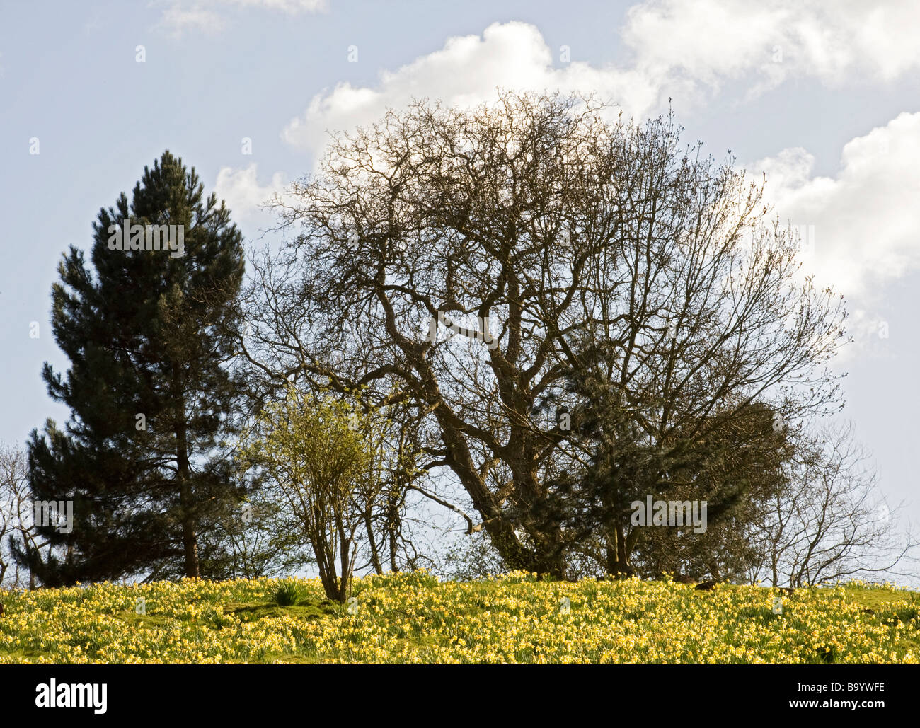 Flowers and trees in woodland,Warley,Essex,England,UK Stock Photo Alamy