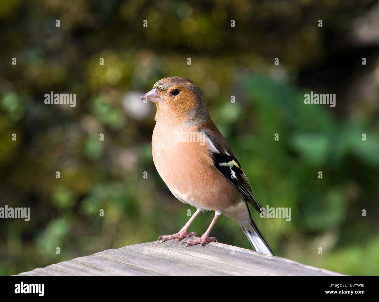 Male Chaffinch (Fringilla coelebs) Stock Photo