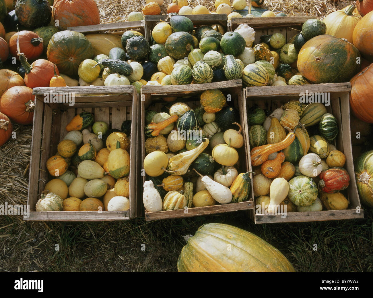 Pepo berry fruits hires stock photography and images Alamy