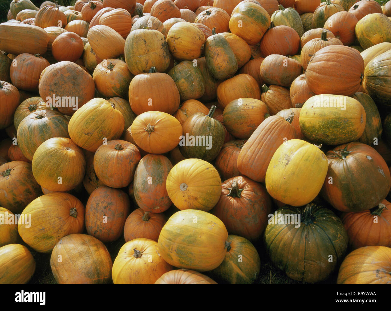 Pepo berry fruits hires stock photography and images Alamy
