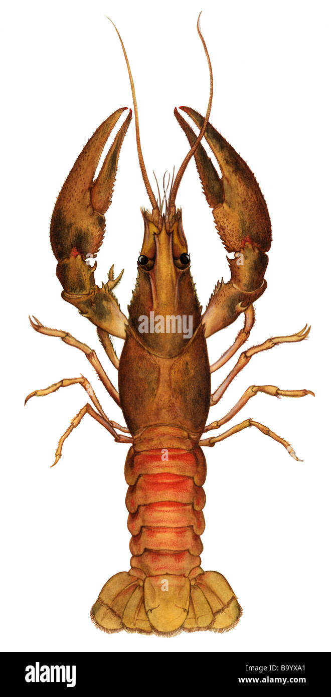 Spinycheek Crayfish (Orconectes limosus, Cambarus affinis), drawing Stock Photo
