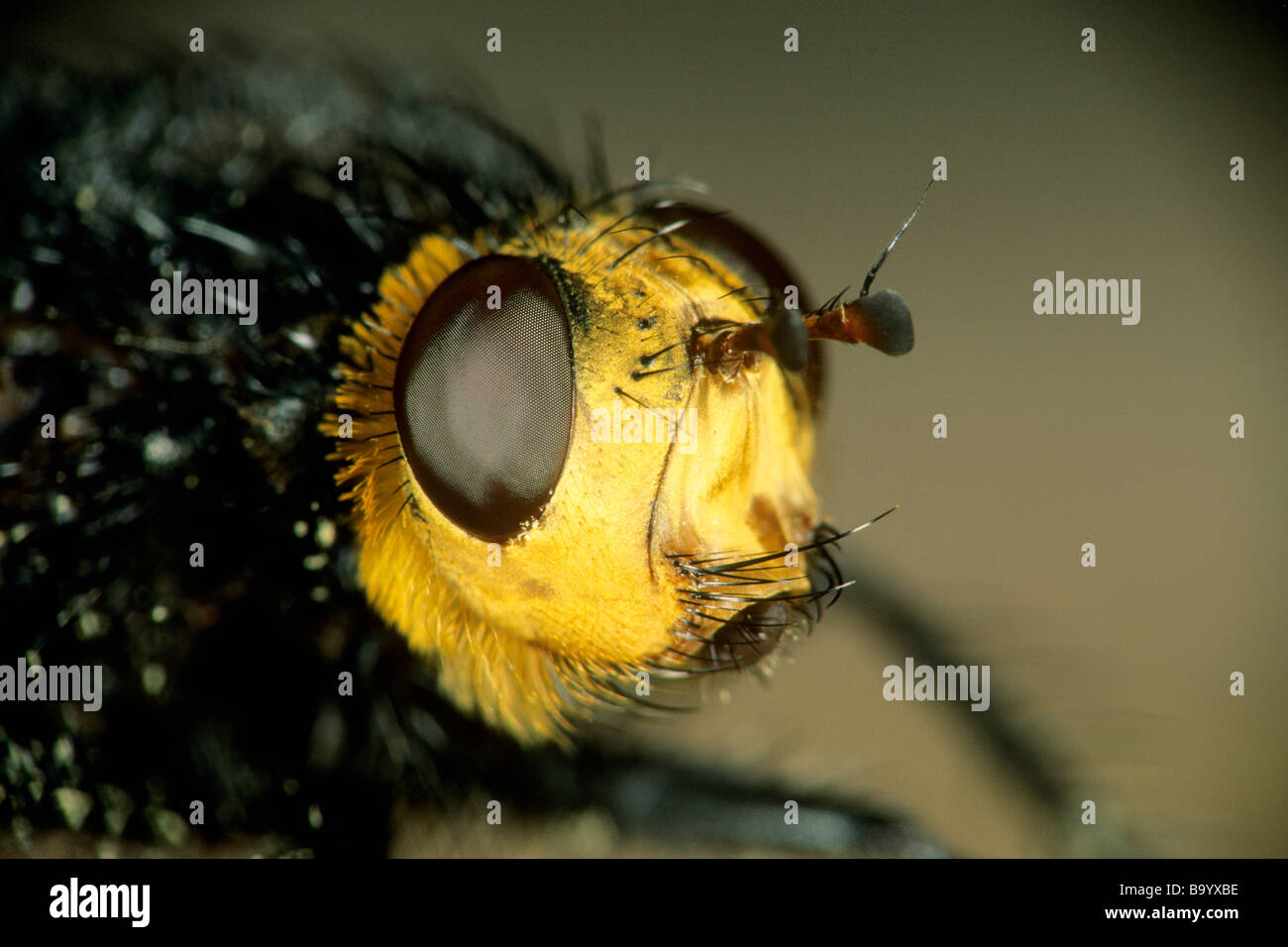 Parasitic Fly, Giant Tachinid (Tachina grossa), close-up of head Stock Photo