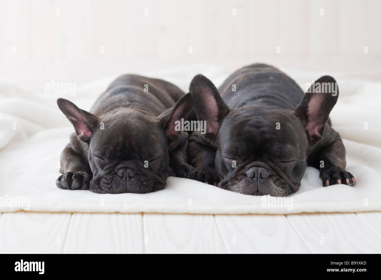 Two french bulldog sleeping on a blanket Stock Photo Alamy