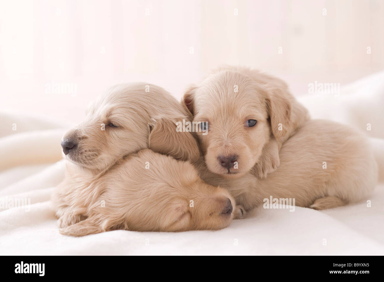 Three miniature dachshund sleeping on a blanket Stock Photo