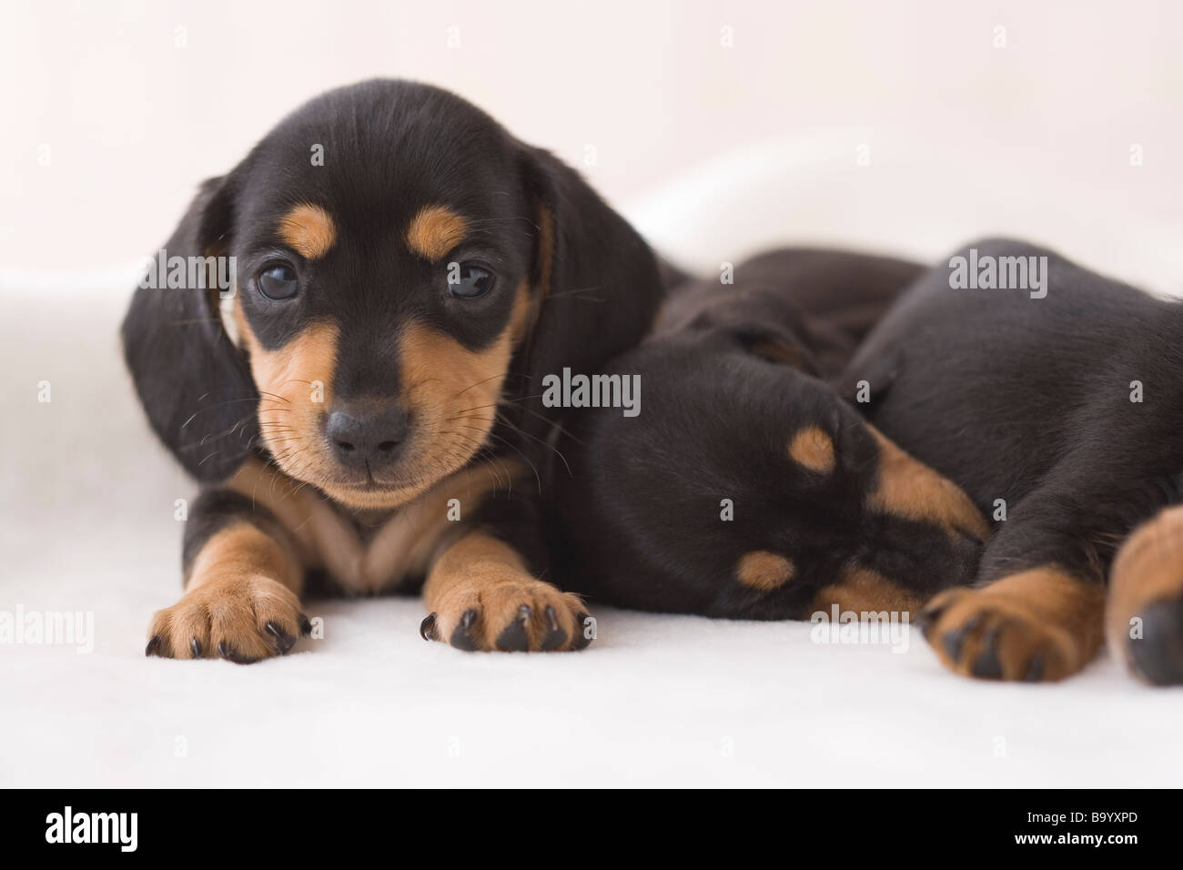 Two miniature dachshund Stock Photo