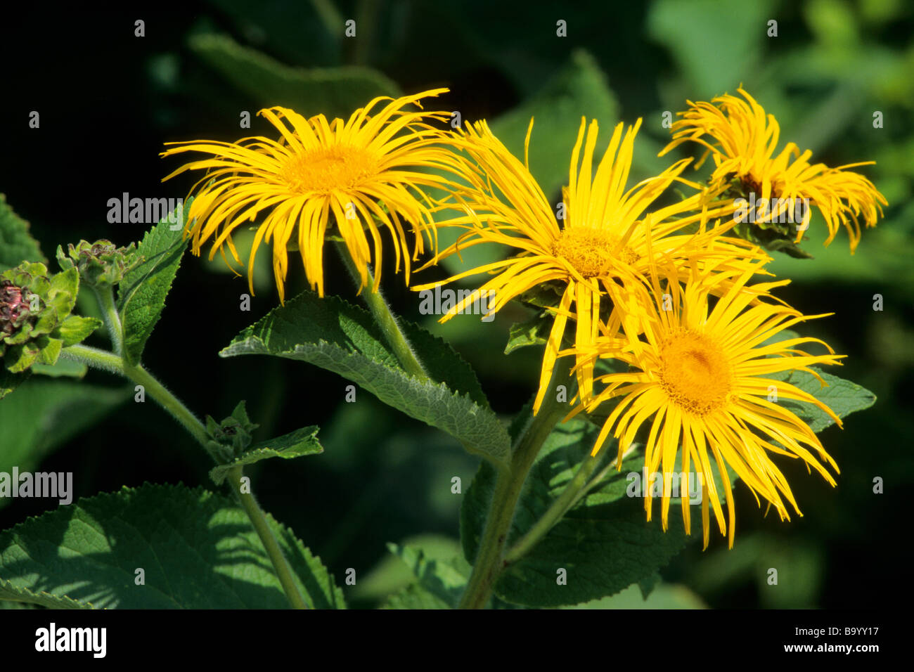 Giant Inula (Inula magnifica), flowering Stock Photo