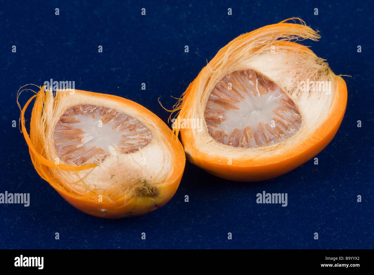 Areca nut (Betelnut) Stock Photo