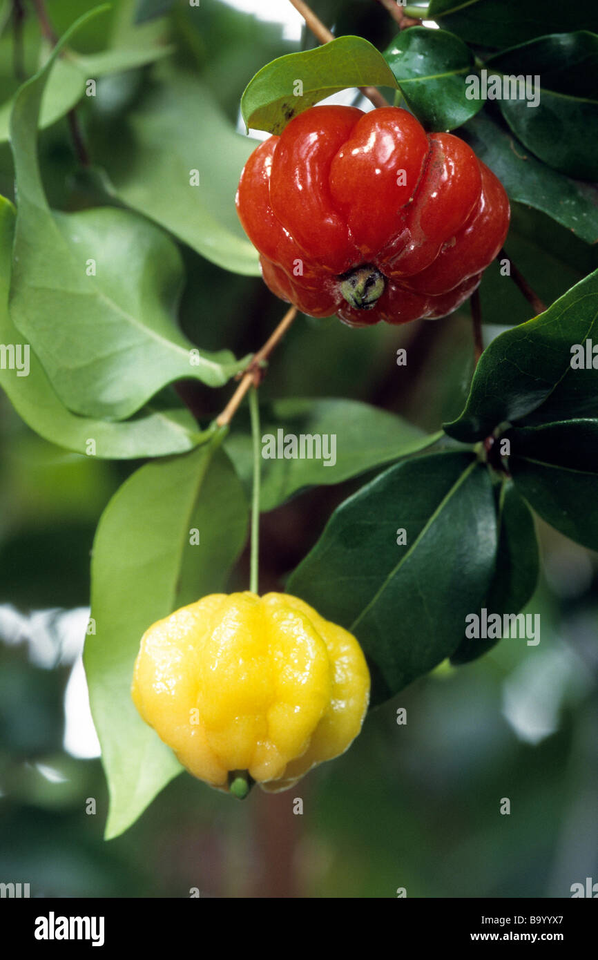 Surinam Cherry, Brazilian Cherry, Cayenne Cherry (Eugenia uniflora), fruit on bush Stock Photo