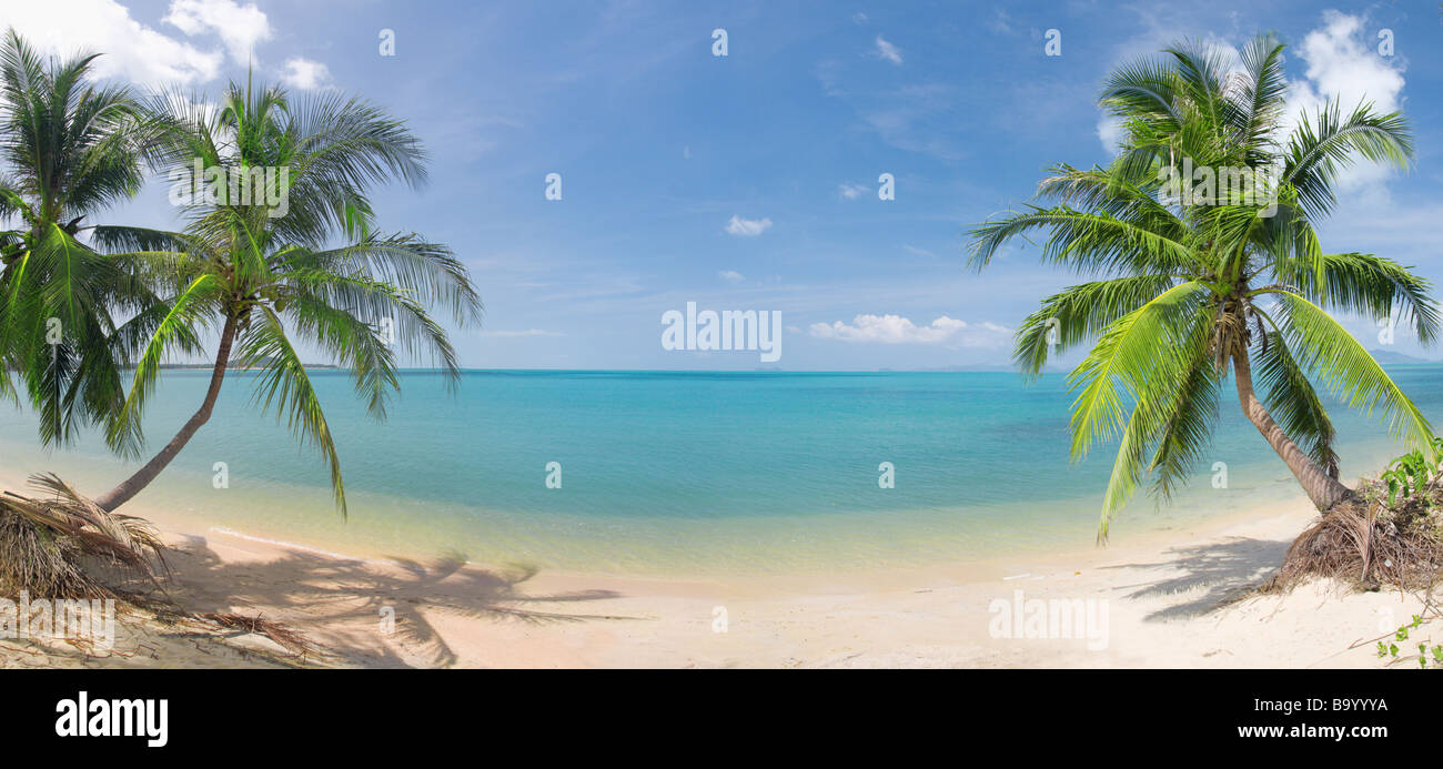 panoramic tropical beach with coconut palm Stock Photo - Alamy
