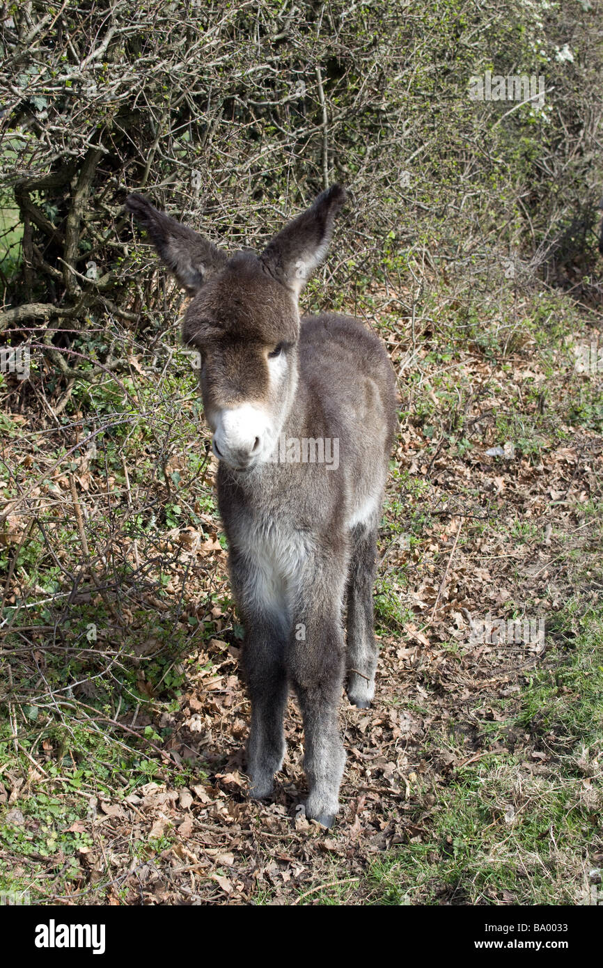 Very young baby Donkey Stock Photo Alamy