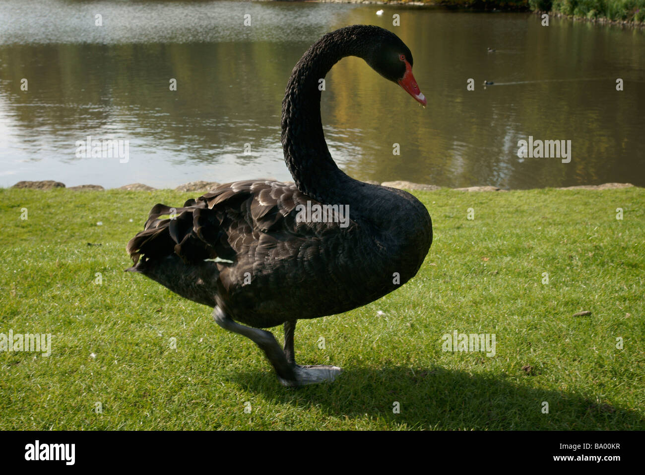 Pompeji Søjle modstand Australian Black Swan Leeds Castle Kent England UK (c) Marc Jackson  Photography Stock Photo - Alamy