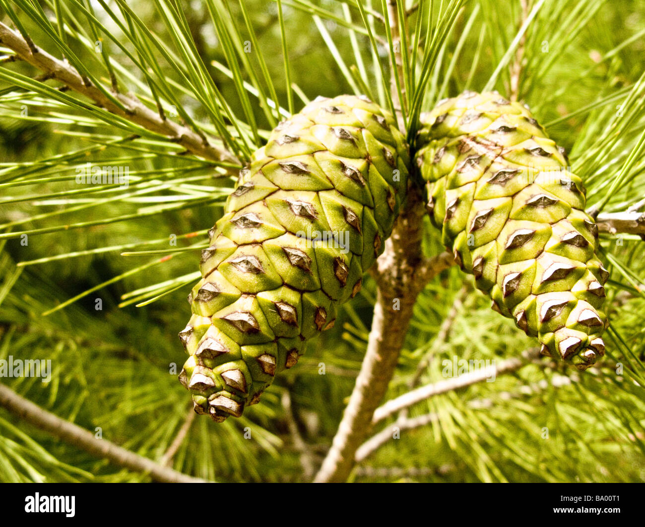 maritime pine. Green pine cones pinus pinaster Stock Photo