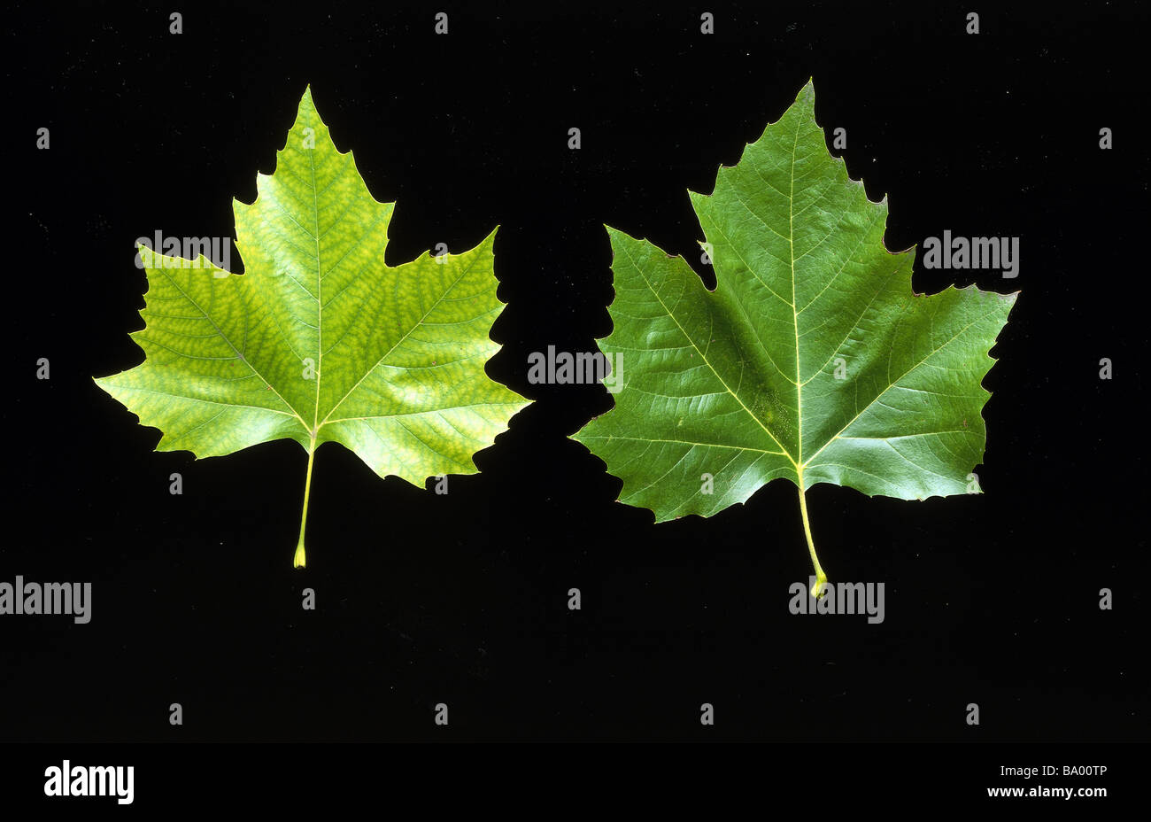 Paired green leaves hi-res stock photography and images - Alamy