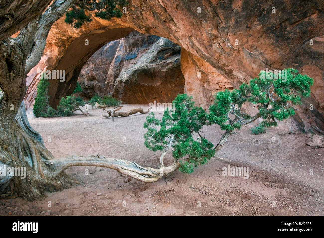 Pinetree arch hi-res stock photography and images - Alamy