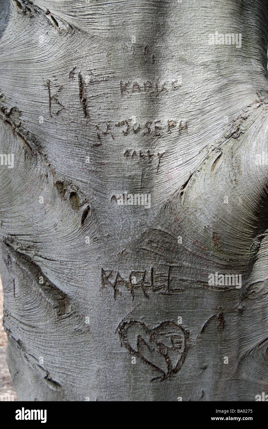 Names and initials etched into the smooth bark of a Beech Tree Stock Photo