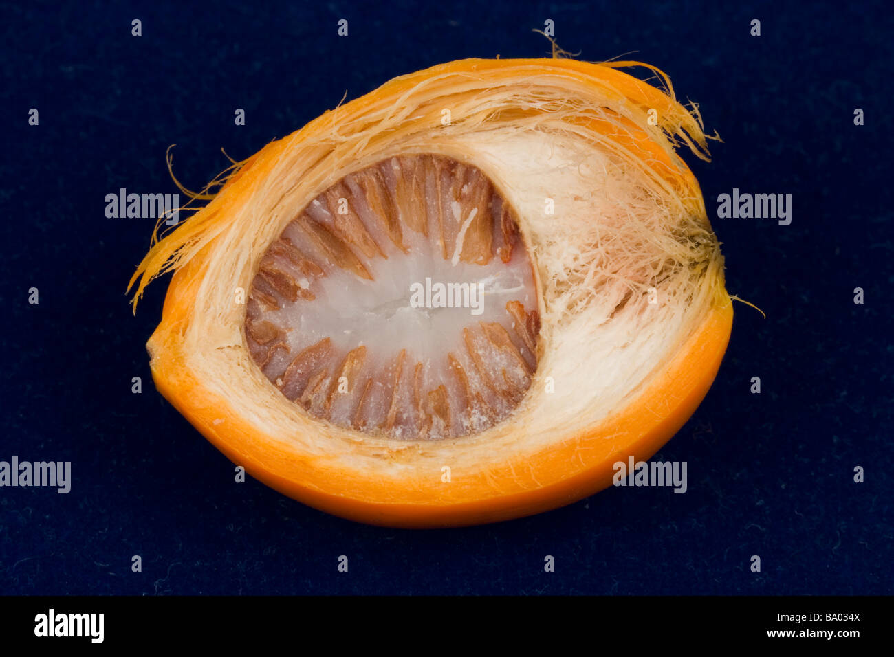 Areca nut, betelnut hi-res stock photography and images - Alamy