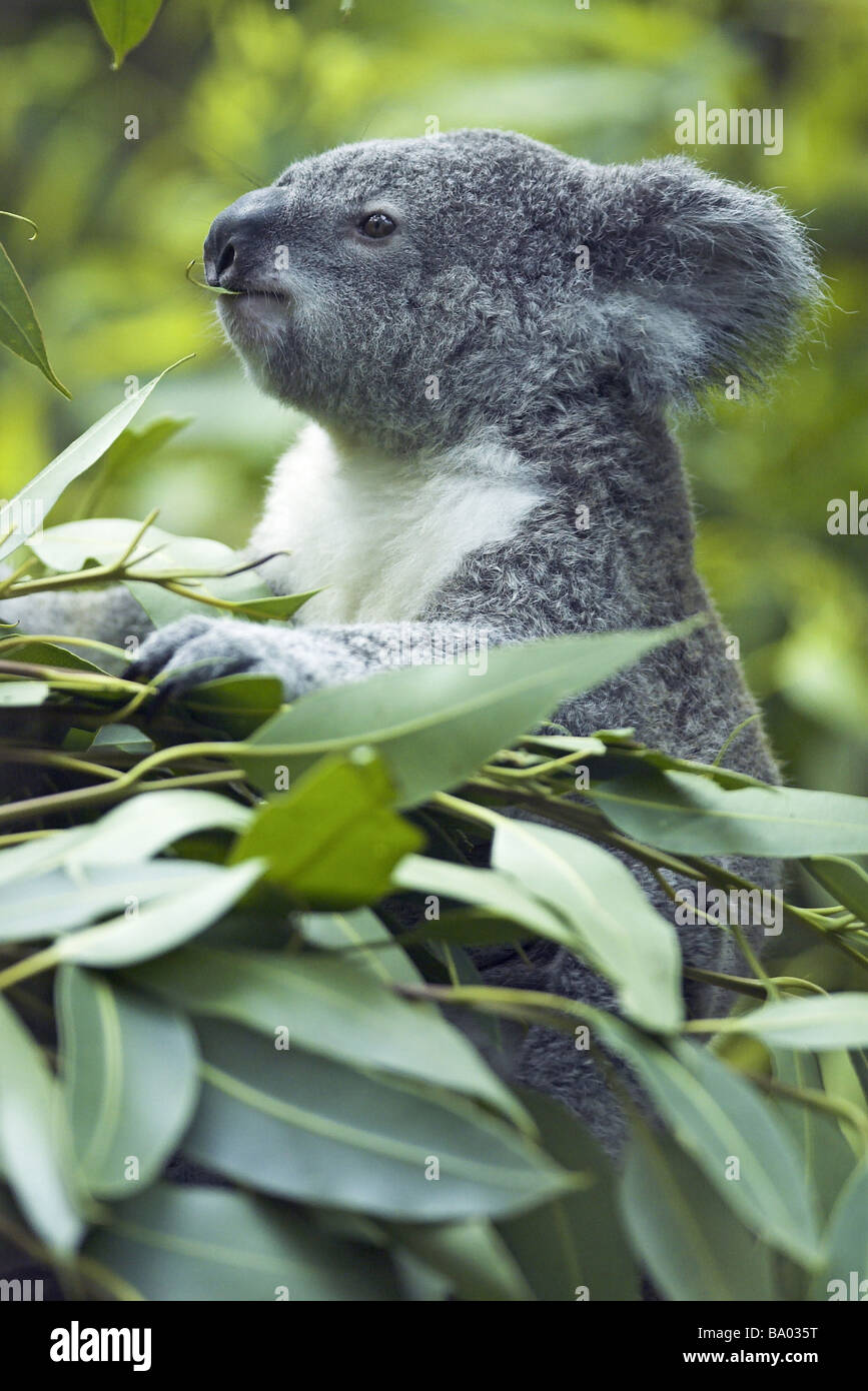 Koala bears hi-res stock photography and images - Alamy