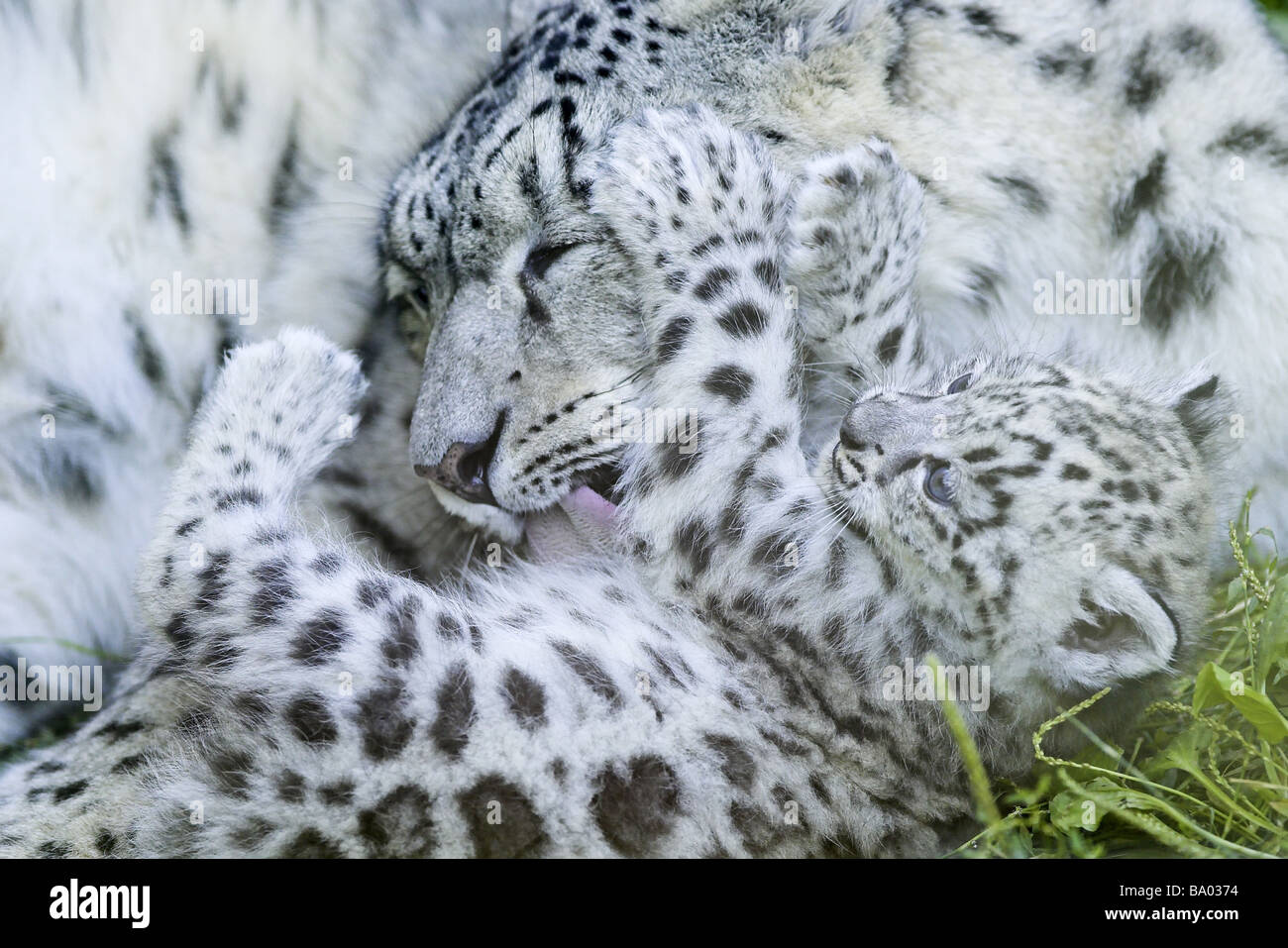 Fauna unica hi-res stock photography and images - Alamy