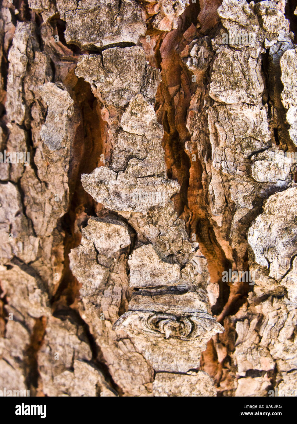 maritime pine bark close up. pinus pinaster Stock Photo
