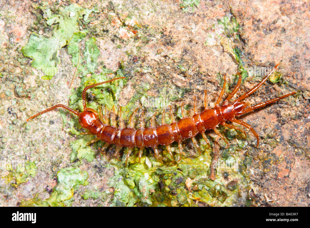 Centipede, Lithobius sp. On lichen Stock Photo