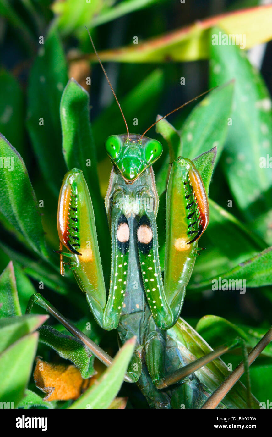 Praying Mantis, Mantis religiosa. Threatening posture Stock Photo