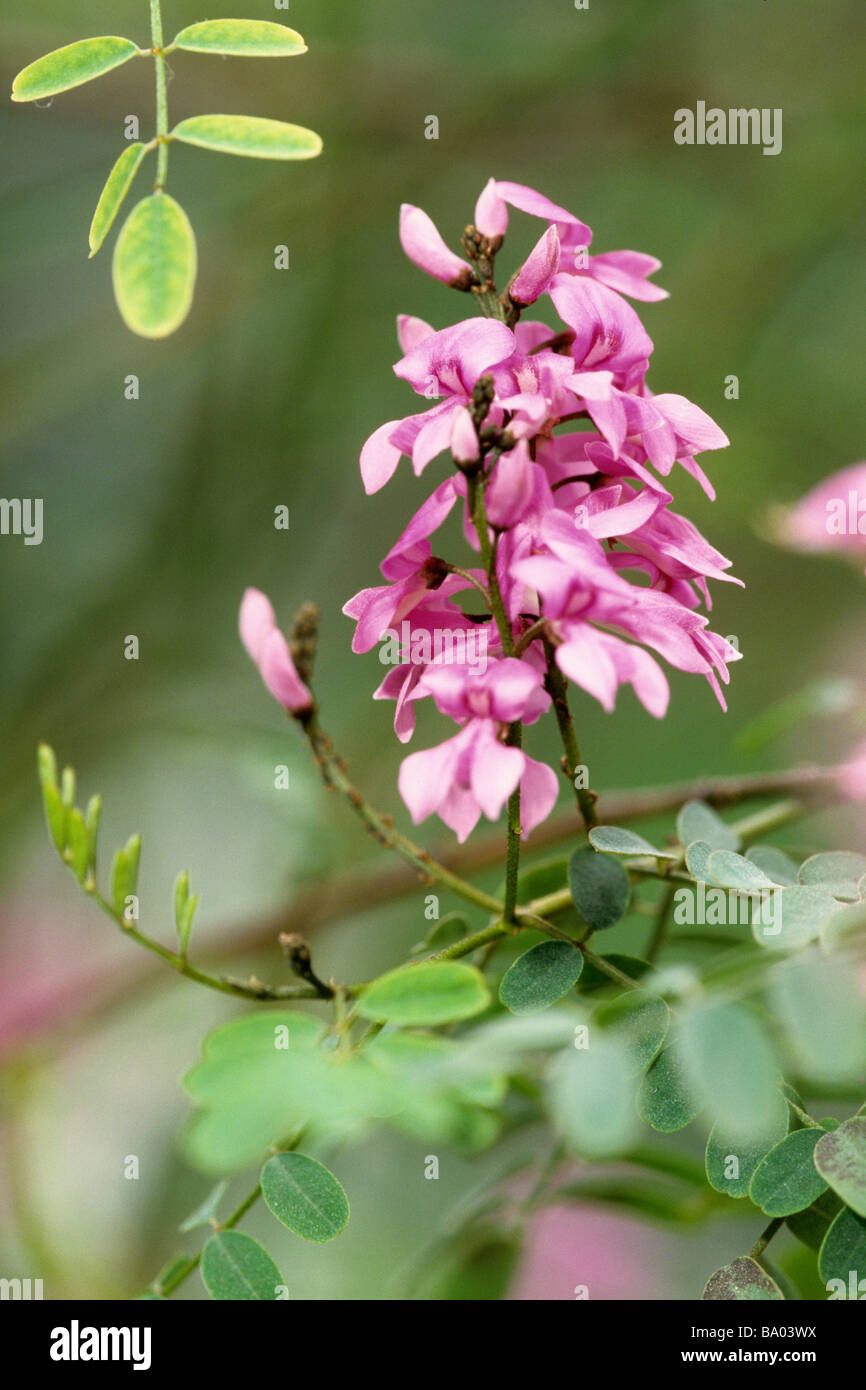 Australian Indigo (Indigofera australis), flowering Stock Photo
