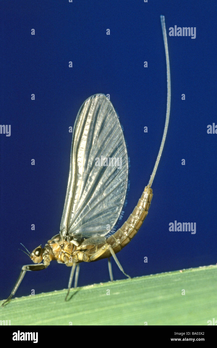 Mayfly (Baetis rhodani), imago on a blade of grass Stock Photo