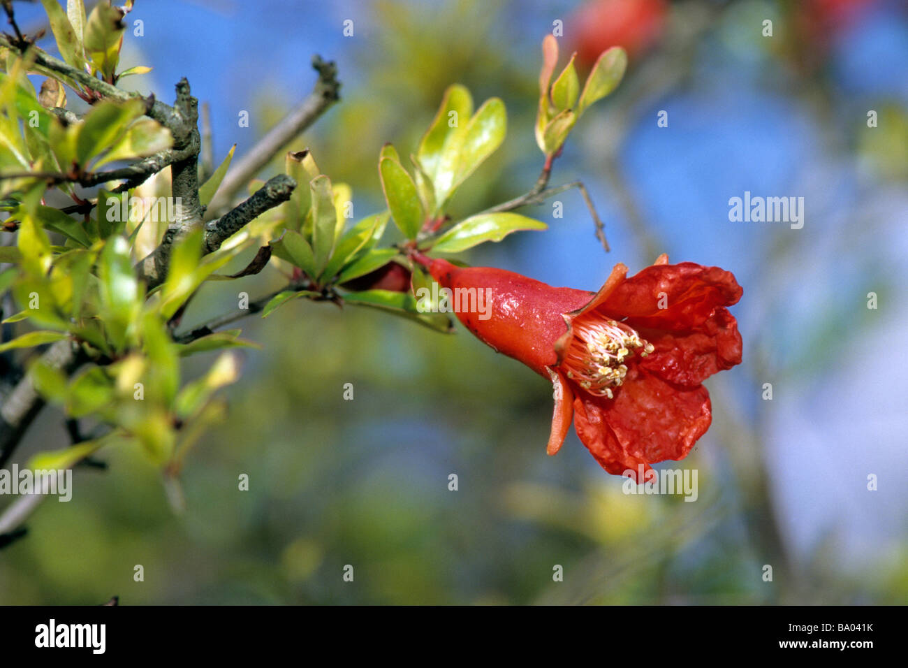 Dwarf Pomegranate (Punica granatum), variety: Nana, flowering twig Stock Photo