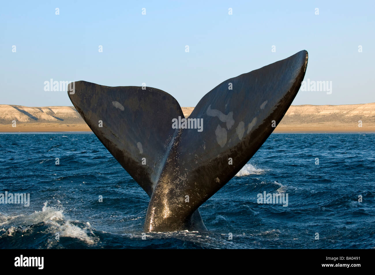 Right whale in Patagonia, Argentina. Stock Photo